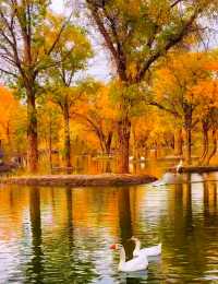 西北秋色天花板!酒泉金塔胡楊林把秋天揉碎成金色海