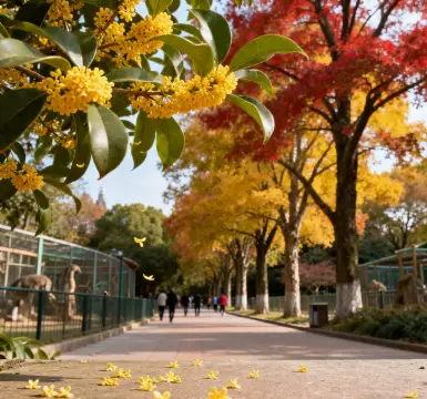 秋日限定！上海動物園桂花全開，錯過等一年