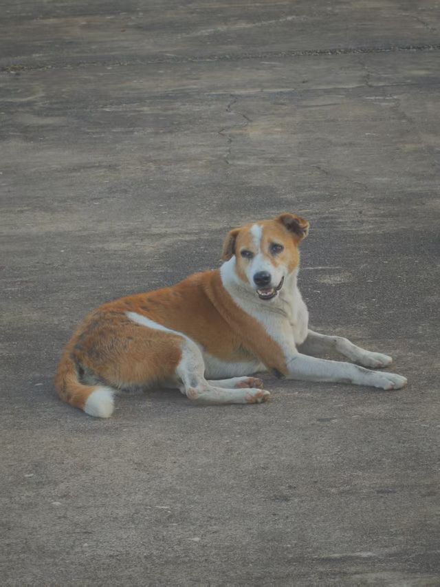 斯里蘭卡最迷人的一隅——加勒古堡