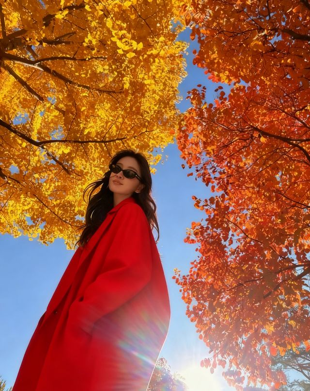 四得公園銀杏機位實拍|低角度這樣拍美炸了! 四得公園銀杏機位實拍|低角度這樣拍美炸了!