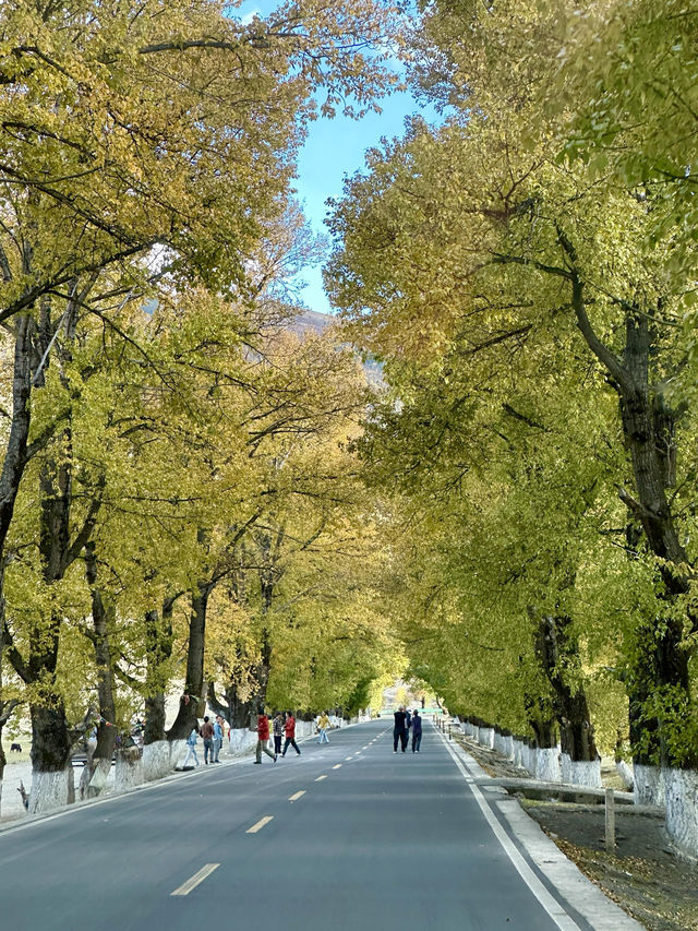 10月川西，赴一場光與金黃的約會