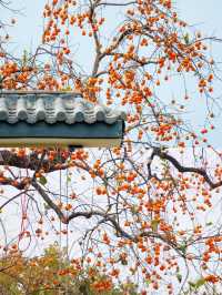 這是每年秋天我都會去一次的賞秋路線，武漢2h！