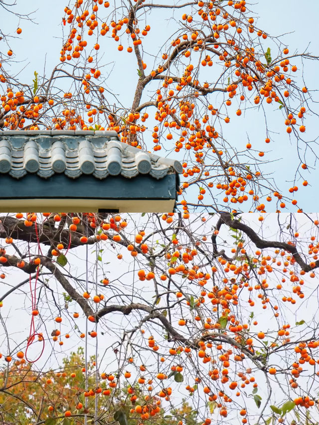 這是每年秋天我都會去一次的賞秋路線，武漢2h！