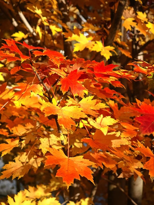 小眾玩法大公開 小眾玩法大公開
