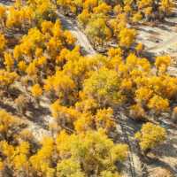 新疆胡楊林公園景區3天2夜5000元旅遊攻略