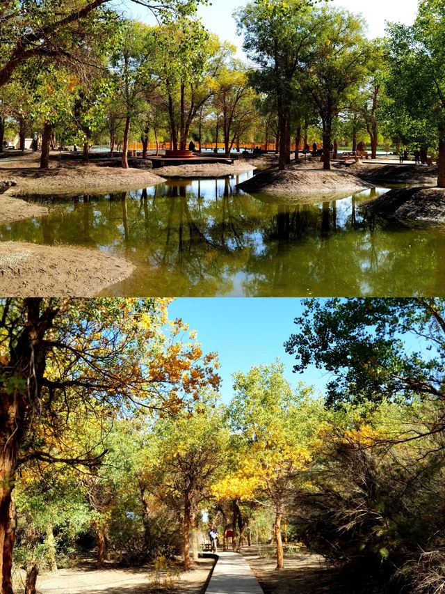 金塔胡楊林:千年守望,沙漠中的奇蹟! 金塔胡楊林:千年守望,沙漠中的奇蹟!