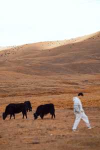 日照金山，雪山彩林，我在川西的油畫世界拍大片！