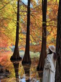 燕雀湖+明孝陵隱藏路線！99%人不知道的絕美秘境