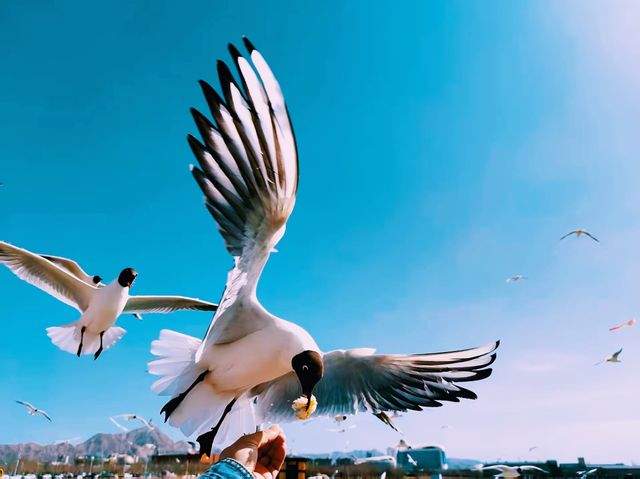 內蒙古烏海秘境塞外小城的大漠柔情與江湖浪漫 內蒙古烏海秘境塞外小城的大漠柔情與江湖浪漫