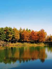 滬上「小喀納斯」| 這片紅杉森林驚艷到我最近被三林濱江森林公園