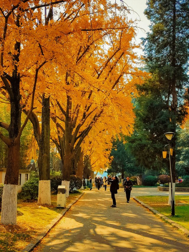 南京絕美銀杏大道曝光金色童話輕鬆get