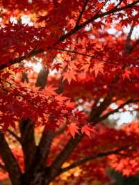 霜染鍋盔楓似火，暖居枕葉醉秋光