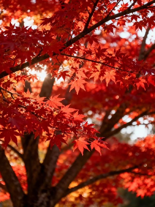 霜染鍋盔楓似火，暖居枕葉醉秋光