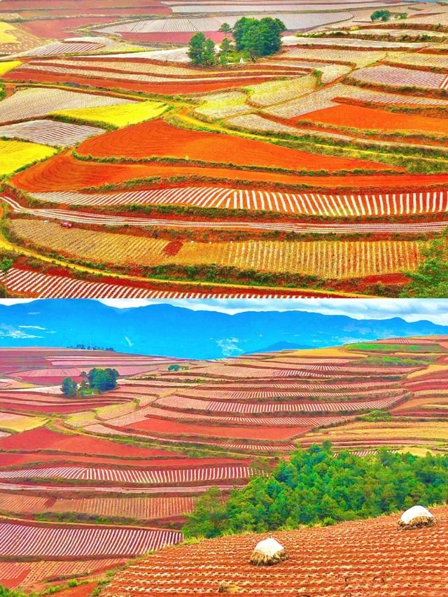 《國家地理》沒騙我12月的元陽梯田 《國家地理》沒騙我12月的元陽梯田