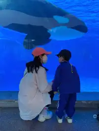 悠閒帶娃|上海海昌海洋公園不廢媽攻略