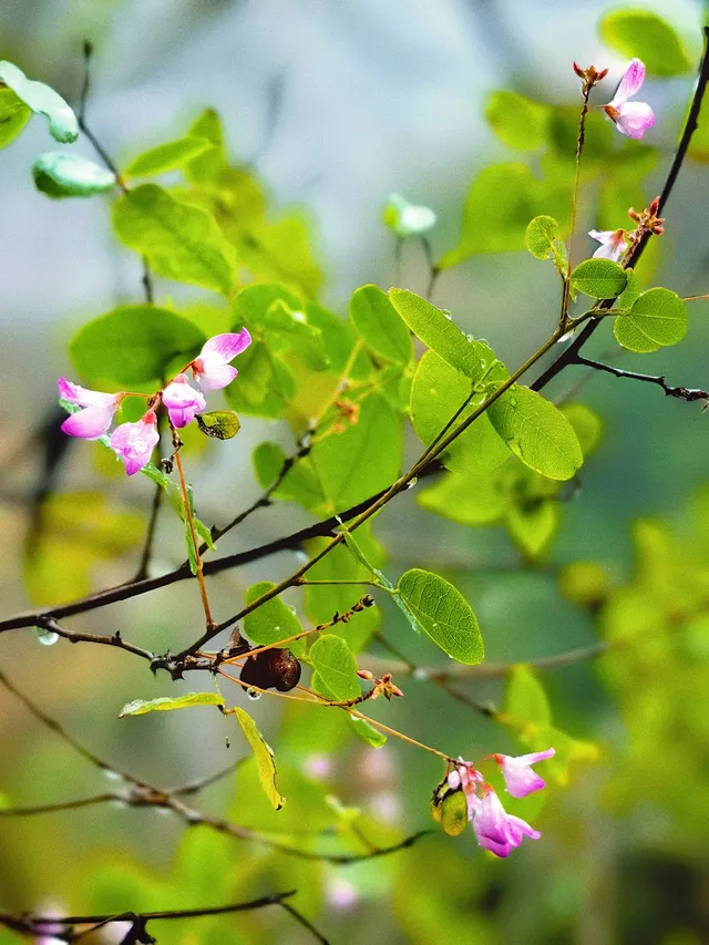 浙東張家界，紹興十九峰