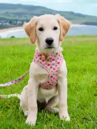 悉尼絕美油畫小鎮Gerringong，太chill了！