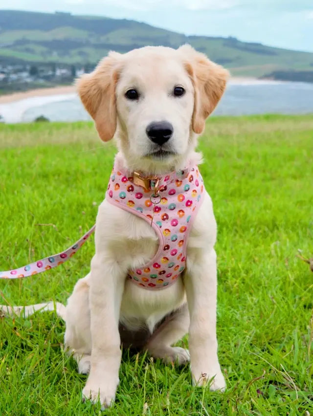 悉尼絕美油畫小鎮Gerringong，太chill了！