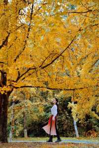 接下來這將是廣東賞秋天花板……