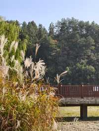 橫江濕地藏著秋日私語