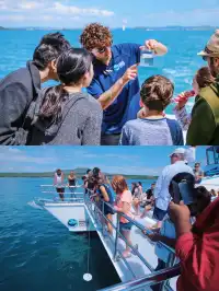 奧克蘭 | 隱藏玩法 與鯨魚海豚浪漫邂逅