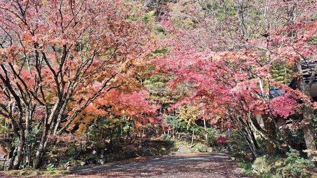 在紅葉季的黑川溫泉徒步 11.24&25 美不勝收 在紅葉季的黑川溫泉徒步 11.24&25 美不勝收