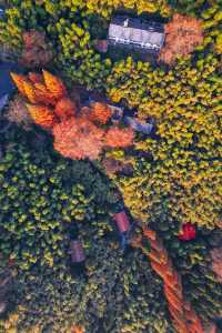 一眼封神,莫干山500年楓樹驚艷整個秋天