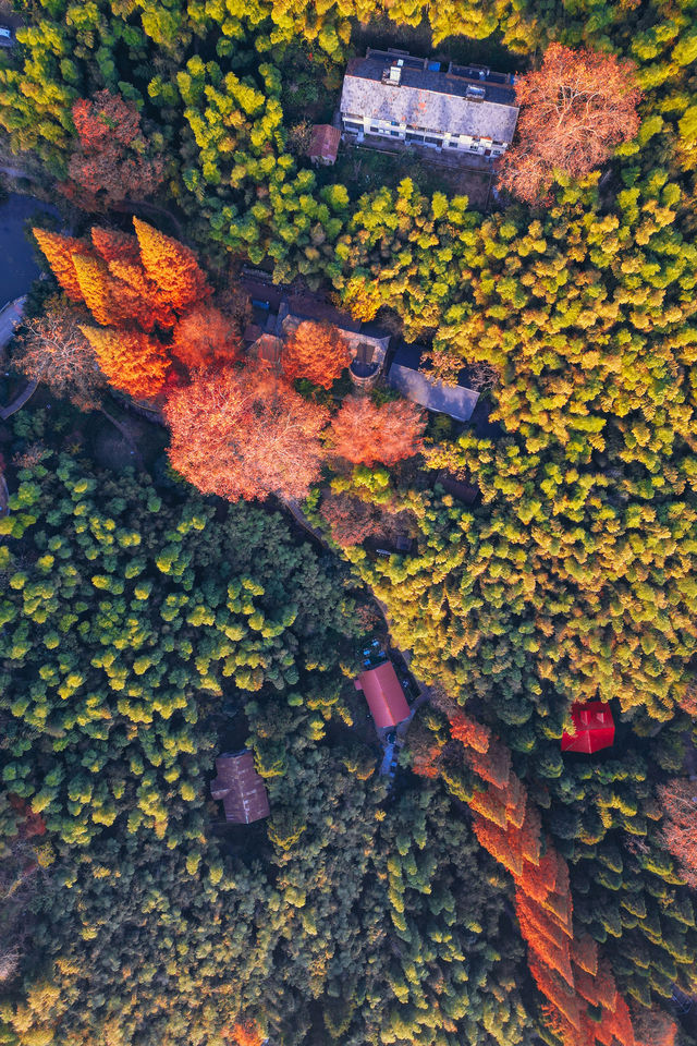 一眼封神,莫干山500年楓樹驚艷整個秋天 一眼封神,莫干山500年楓樹驚艷整個秋天