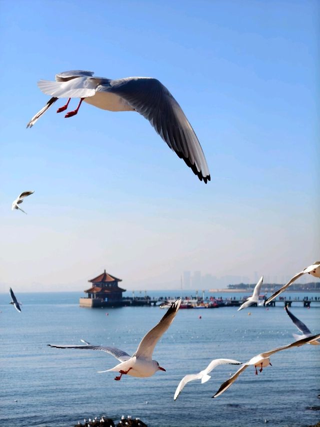 青島旅遊!刷爆朋友圈的12個免費機位 青島旅遊!刷爆朋友圈的12個免費機位