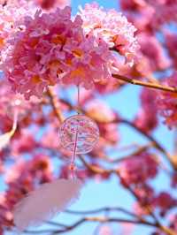 闖入油畫世界廣東這片紫粉花海美到窒息