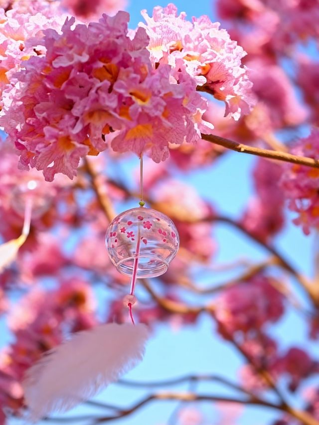 闖入油畫世界廣東這片紫粉花海美到窒息