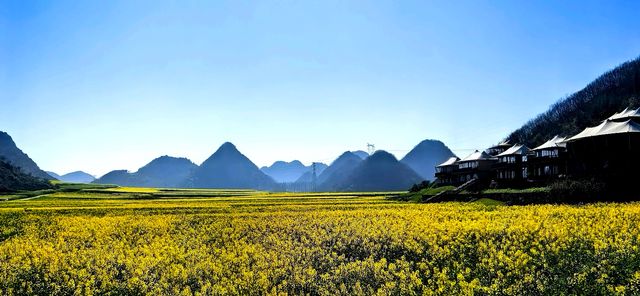 峰叢花田醉我心