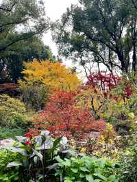 上海小京都這片楓葉階梯美到窒息!人少速來!