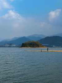 12月8日四明湖紅杉林紅度100%最佳觀賞期！