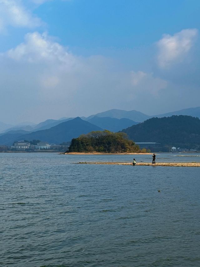 12月8日四明湖紅杉林紅度100%最佳觀賞期！