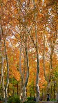 武漢植物園最美的秋景在這裡了