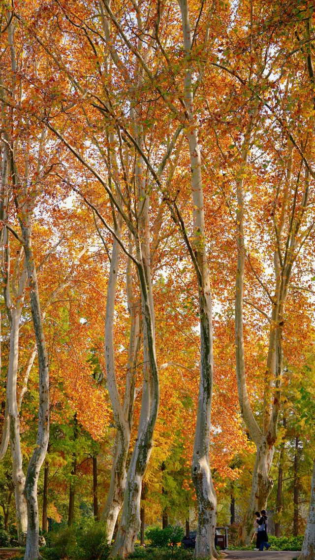 武漢植物園最美的秋景在這裡了 武漢植物園最美的秋景在這裡了