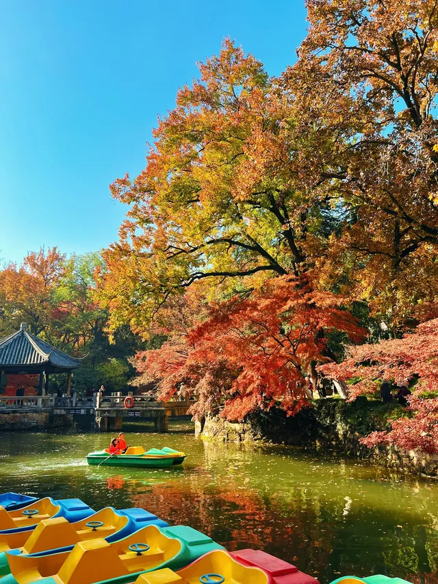 虞山賞楓實拍本週末可衝! 虞山賞楓實拍本週末可衝!