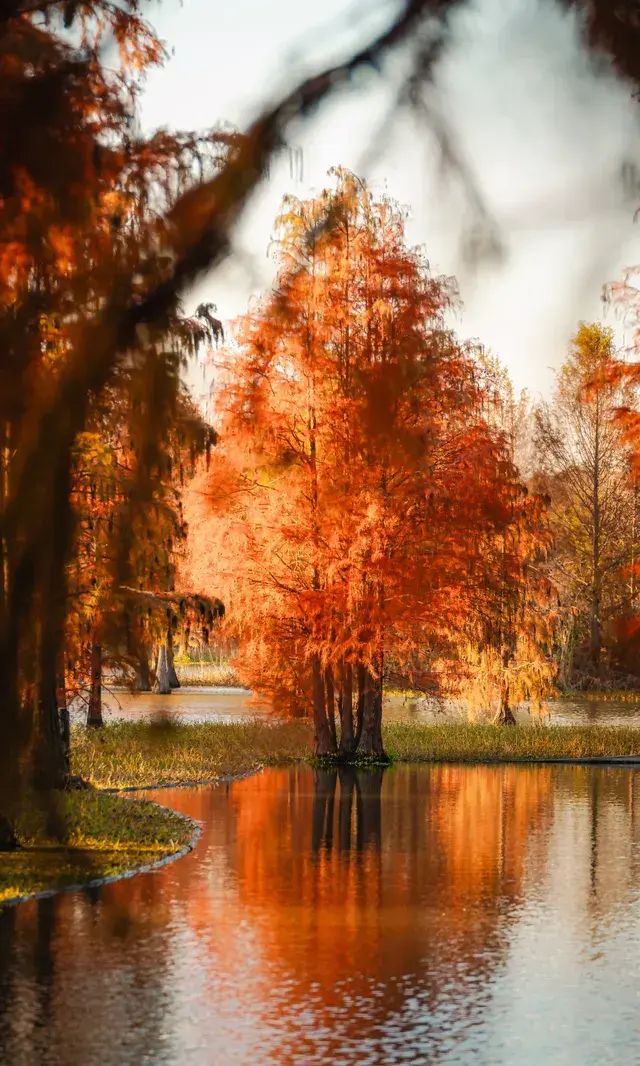 上海這裡的水杉林已到最佳觀賞期