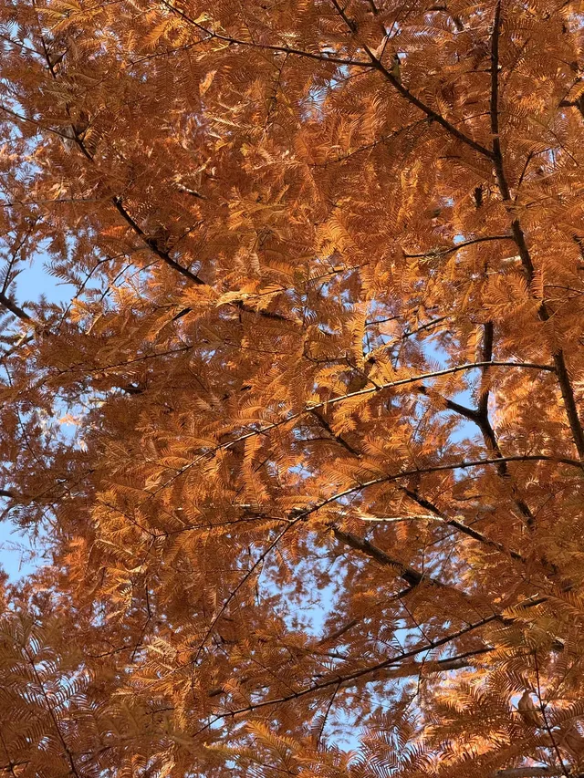 深圳週末出發不可錯過的徽州秋色（含攻略