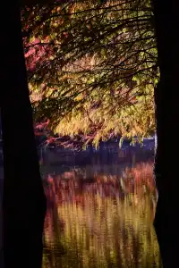 落羽杉紅了,你會來明孝陵燕雀湖看嗎?