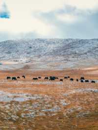 自駕川西|一場大雪,川西有了冬日氛圍