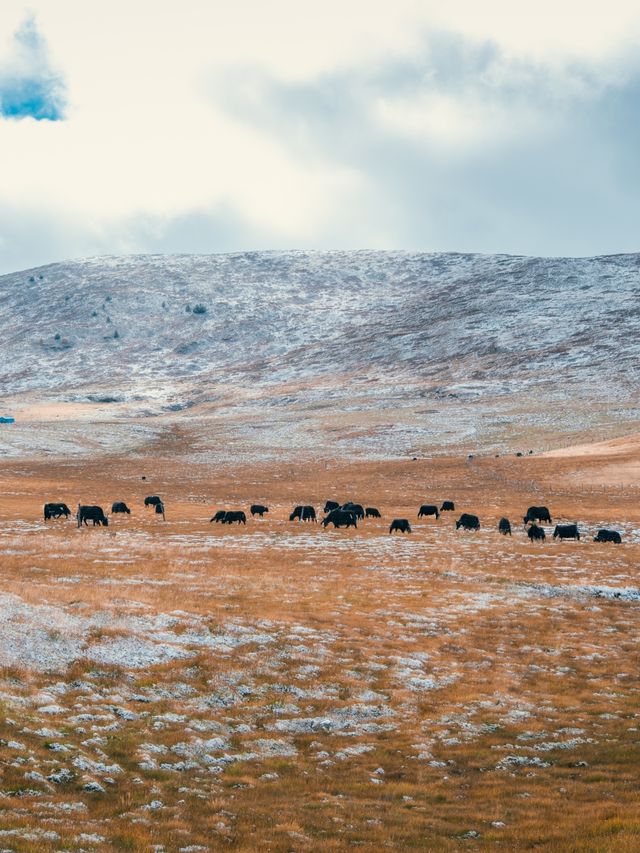 自駕川西|一場大雪,川西有了冬日氛圍 自駕川西|一場大雪,川西有了冬日氛圍