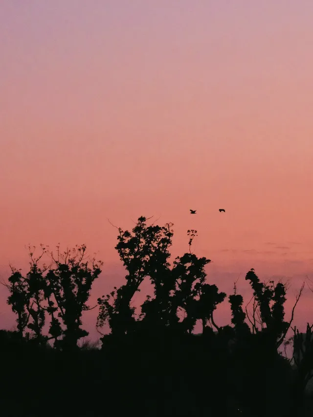 蘇州陽澄湖｜帶快樂小狗來草坪撒歡打滾