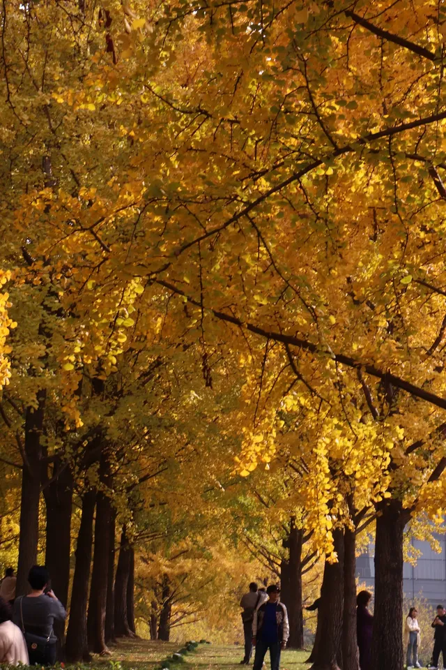 絕了！世博銀杏林真的太好拍了！！