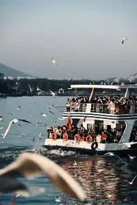 無錫｜鼋頭渚的海鷗從不失約