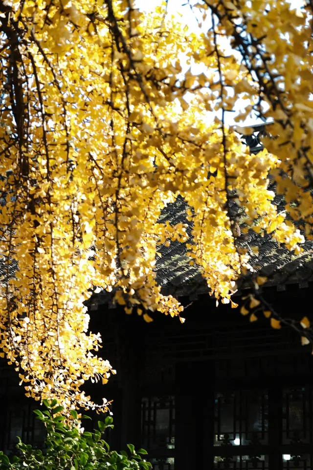 不要錯過揚州看銀杏的時節 不要錯過揚州看銀杏的時節