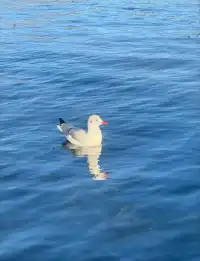 麗江瀘沽湖｜兩天一晚把晨霧+環湖玩明白了