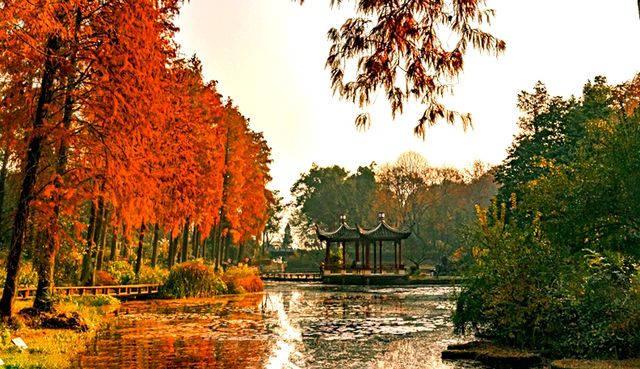 杉舞金虹·武漢植物園初冬畫冊 杉舞金虹·武漢植物園初冬畫冊