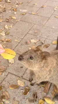 Perth|Rottnest island 🩵
